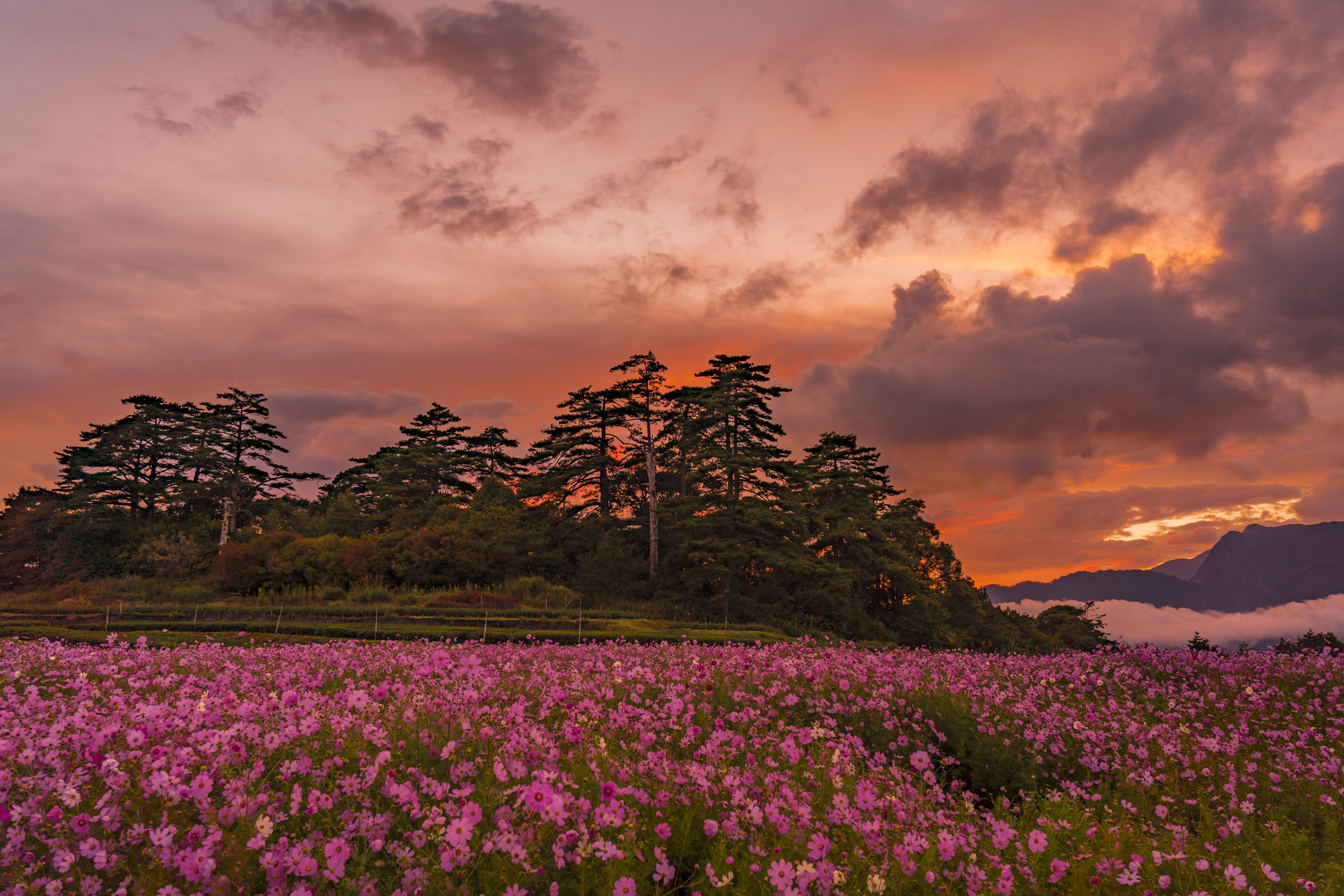 福壽山農場_09月_ (9).jpg